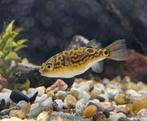 Fluval aquarium met figur 8 puffer vis, Dieren en Toebehoren, Ophalen, Zo goed als nieuw, Leeg aquarium