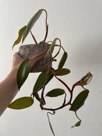 Philodendron pink princes, Ophalen of Verzenden, Overige soorten, Minder dan 100 cm