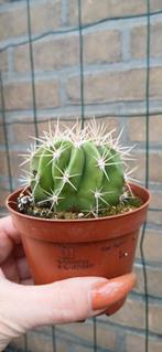 Echinopsis terscheckii - Zeldzame zuilcactus, Ophalen of Verzenden
