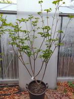 Grootbloemige Kornoelje Cornus kousa 'Schmetterling’, Ophalen, Overige soorten, Struik, 100 tot 250 cm