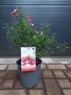 Punica Granatum - Granaatappelstruik H: 48 cm., Ophalen, Volle zon, Vaste plant, Zomer