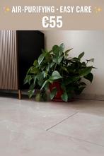 Green Healthy Plants ️, Ophalen of Verzenden, Zo goed als nieuw, Binnen