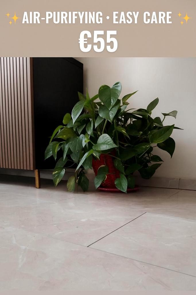 Green Healthy Plants ️, Huis en Inrichting, Woonaccessoires | Kunstplanten en Kunstbloemen, Zo goed als nieuw, Binnen, Ophalen of Verzenden