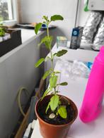 Laatste mooie Tulsi planten, Huis en Inrichting, Ophalen, Minder dan 100 cm