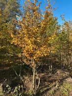 Meerstammige Carpinus betulus, Grillige struik, uit 1 plant, Tuin en Terras, Bloeit niet, Overige soorten, Ophalen, Volle zon