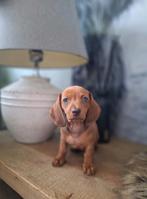 De knapste dwergteckel pups nog 1 teefje beschikbaar., Dieren en Toebehoren, Nederland, CDV (hondenziekte), 8 tot 15 weken, Korthaar