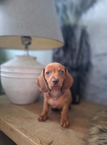 De knapste dwergteckel pups nog 1 teefje beschikbaar.  beschikbaar voor biedingen