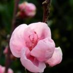 De laatste 4 perzik halfstambomen, Lente, Overige soorten, In pot, Ophalen of Verzenden