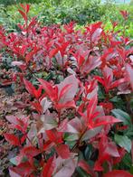 Glansmispel Voor Hagen En Tuinplant / Photinia Carré Rouge, Volle zon, Vaste plant, Bloeit niet, Ophalen