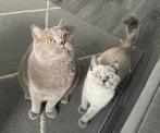 Britse Korthaar Duo - Kater en Poes, Dieren en Toebehoren, Katten en Kittens | Raskatten | Korthaar, Meerdere dieren, Gechipt