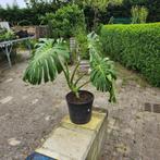 Grote Monstera in gratis pot (apenplant), Ophalen, Overige soorten, In pot, Minder dan 100 cm