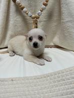Pomchi pup 🐻🐾💕 teefje puppy pomeriaan x chihuahua, Rabiës (hondsdolheid), 8 tot 15 weken, Teef, Eén hond