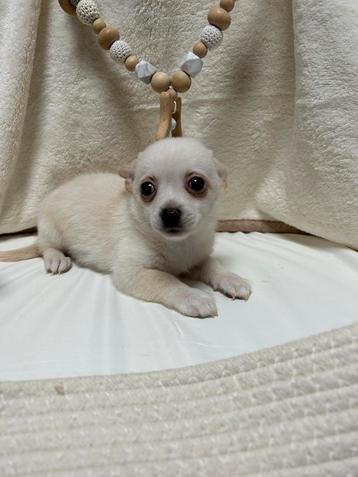 Pomchi pup 🐻🐾💕 teefje puppy pomeriaan x chihuahua beschikbaar voor biedingen