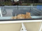 maine coon kat, Dieren en Toebehoren, Katten en Kittens | Raskatten | Langhaar, Kater, Ontwormd, 0 tot 2 jaar