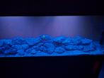 Levendsteen zeeaquarium (1 partij +/- 180KG), Dieren en Toebehoren, Vissen | Aquaria en Toebehoren, Ophalen, Plant(en), Steen of Hout