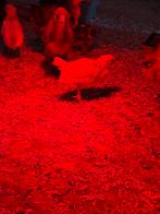 Friese hoen kuikens, Meerdere dieren, Kip