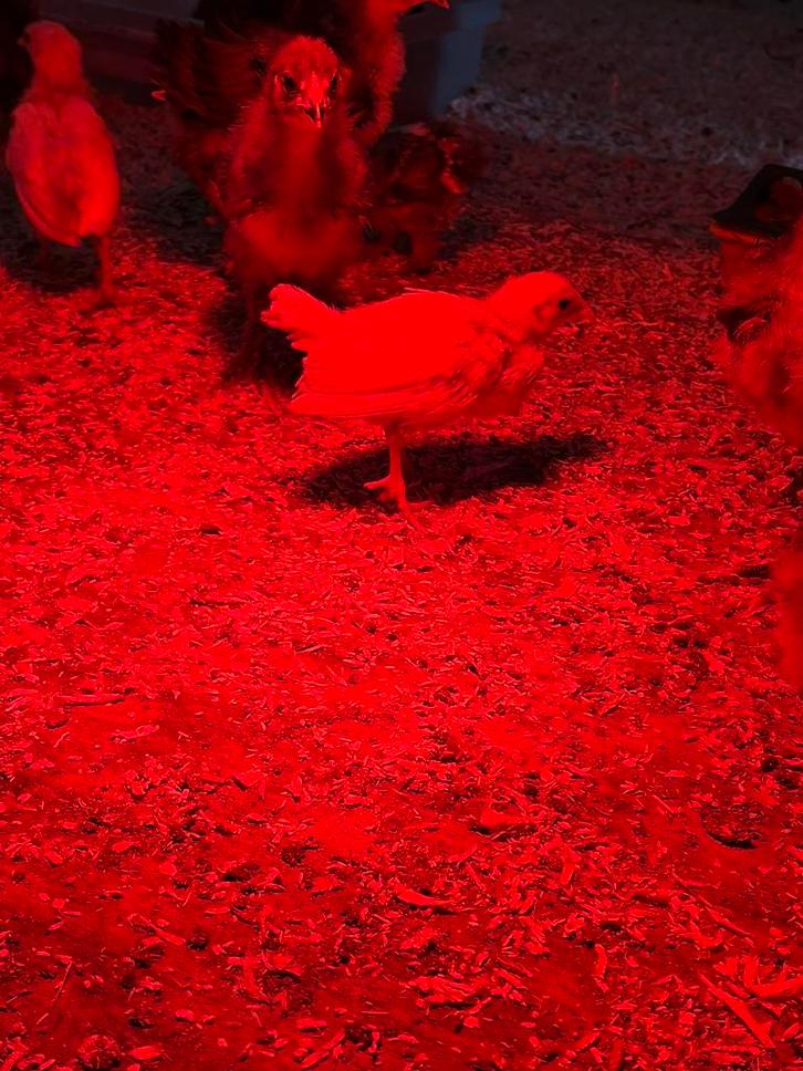 Friese hoen kuikens, Dieren en Toebehoren, Pluimvee, Kip, Meerdere dieren