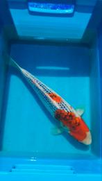 Koi Karper Kujaku 42cm, Dieren en Toebehoren, Karper of Koi