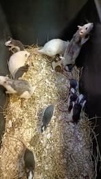 Mooie jonge ratjes te koop!, Dieren en Toebehoren, Knaagdieren, Juli, Vrouwelijk, Rat
