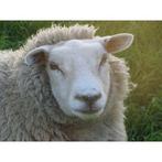 Gezocht witte schapen ram, Dieren en Toebehoren, Meerdere dieren, Schaap
