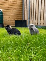 2 Nederlandse Hangoor Dwerg Konijntjes incl. Kooi/toebehoren, Dieren en Toebehoren, Konijnen, Meerdere dieren, Dwerg, Hangoor