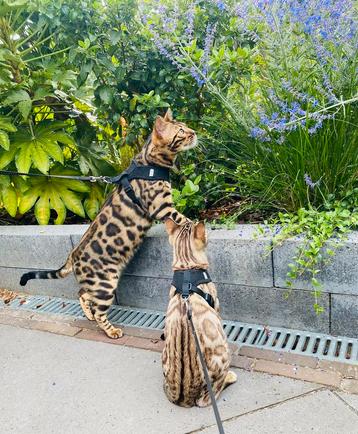 Twee bengalen met stamboom beschikbaar voor biedingen