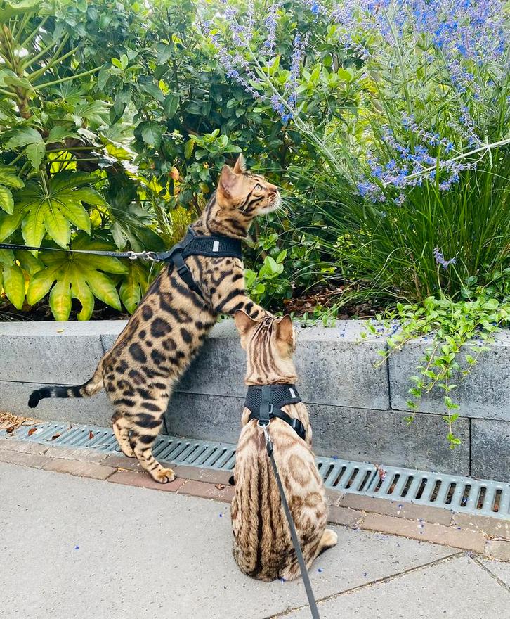 Twee bengalen met stamboom, Dieren en Toebehoren, Katten en Kittens | Raskatten | Korthaar, Meerdere dieren, 3 tot 5 jaar, Met stamboom