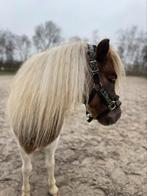 Shetlander te koop, Dieren en Toebehoren, Pony's, Merrie, Niet van toepassing, A pony (tot 1.17m), 7 tot 10 jaar