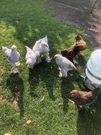14 brahma kuikens isabel en patrijs, Dieren en Toebehoren, Pluimvee, Meerdere dieren, Kip