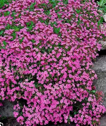 Zeepkruid,  saponaria ocymoides rose .  beschikbaar voor biedingen
