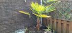 Palmboom, Ophalen, Volle zon, Palmboom