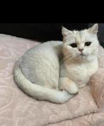 Britse korthaar, Poes, Gechipt, 3 tot 5 jaar