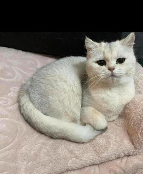 Britse korthaar, Dieren en Toebehoren, Katten en Kittens | Raskatten | Korthaar, Poes, 3 tot 5 jaar, Gechipt, Ontwormd