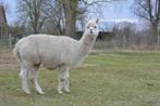 Drachtige alpaca merrie, Dieren en Toebehoren, Overige Dieren, Vrouwelijk, Voor 1 juli 2024