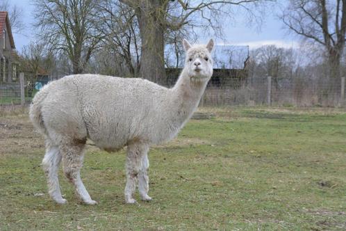 Drachtige alpaca merrie, Dieren en Toebehoren, Overige Dieren, Vrouwelijk, Voor 1 juli 2024