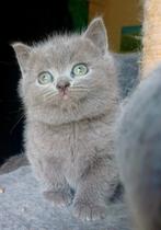 Lieve blauwe britse korthaar kitten, poes, Dieren en Toebehoren, Katten en Kittens | Raskatten | Korthaar, Poes, Ontwormd, 0 tot 2 jaar