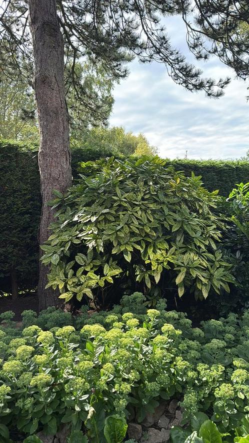 Gratis: aantal grote heesters struiken, Tuin en Terras, Planten | Tuinplanten, Vaste plant, Overige soorten, Halfschaduw, Zomer