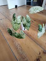 alocasia odora batik variegata (klein), Huis en Inrichting, Kamerplanten, Ophalen of Verzenden, Overige soorten, Minder dan 100 cm