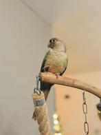 Groenwang parkiet, Mannelijk, Zangkanarie