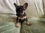 Franse bulldog pups met arfe stamboom uit geteste ouders, Dieren en Toebehoren, 8 tot 15 weken, Meerdere, Meerdere dieren, Nederland