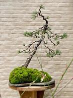 Pinus bonsai op steen, Tuin en Terras, Planten | Bomen, Bloeit niet, Overige soorten, Minder dan 100 cm, Ophalen