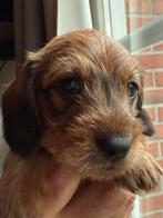 Prachtige rode kaninchen/dwerg teckel pups, Dieren en Toebehoren, CDV (hondenziekte), 8 tot 15 weken, Dwerg, Meerdere