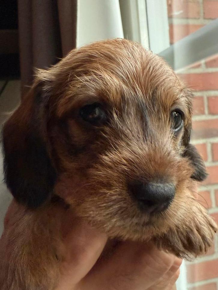 Prachtige rode kaninchen/dwerg teckel pups, Dieren en Toebehoren, Honden | Teckels en Dashonden, Meerdere dieren, Ruwhaar, Dwerg