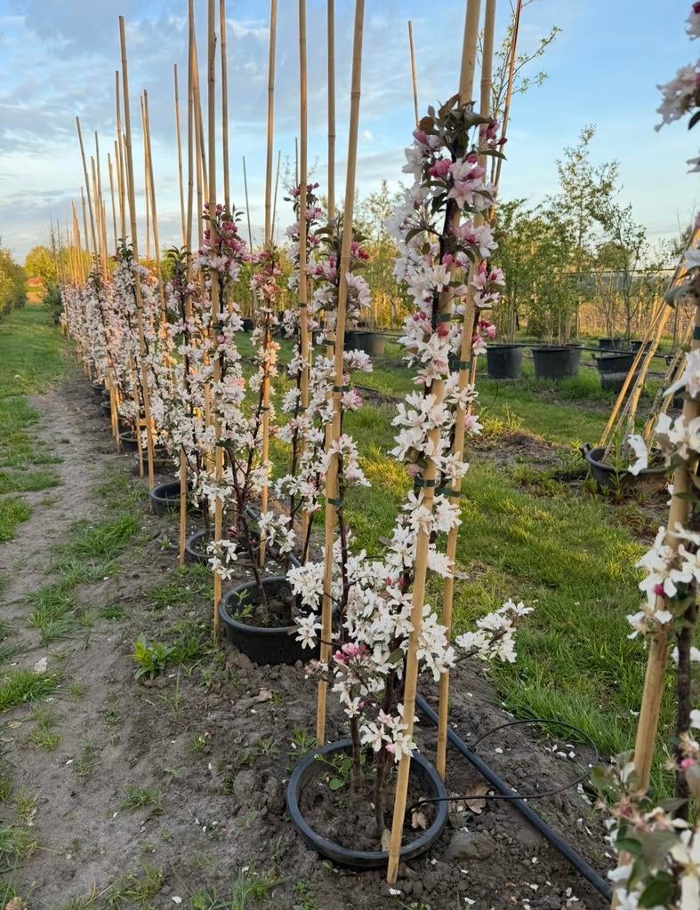Meerstammige Malus 'd.v.p. obel' - Bloeiende sierappel, Overige soorten, Lente, 100 tot 250 cm, Ophalen