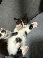 Ragdoll X Europese korthaar Kittens, Dieren en Toebehoren, Katten en Kittens | Raskatten | Korthaar, Ontwormd