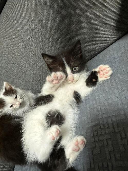 Ragdoll X Europese korthaar Kittens, Dieren en Toebehoren, Katten en Kittens | Raskatten | Korthaar, Ontwormd