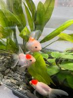 Mooi en prachtig selectie siervissen te koop, Dieren en Toebehoren, Vissen | Aquariumvissen, Vis, Zoetwatervis