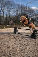 Verzorgpony/paard gezocht omgeving Oosterhout, Ophalen of Verzenden