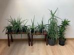 Aloë vera 6 planten in 3 soorten en hoogtes, Ophalen, Overige soorten, In pot, Minder dan 100 cm