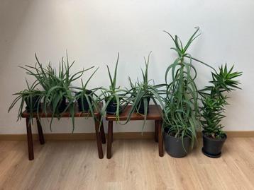 Aloë vera 6 planten in 3 soorten en hoogtes beschikbaar voor biedingen